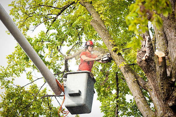 Greenville, RI Tree Removal Services Company